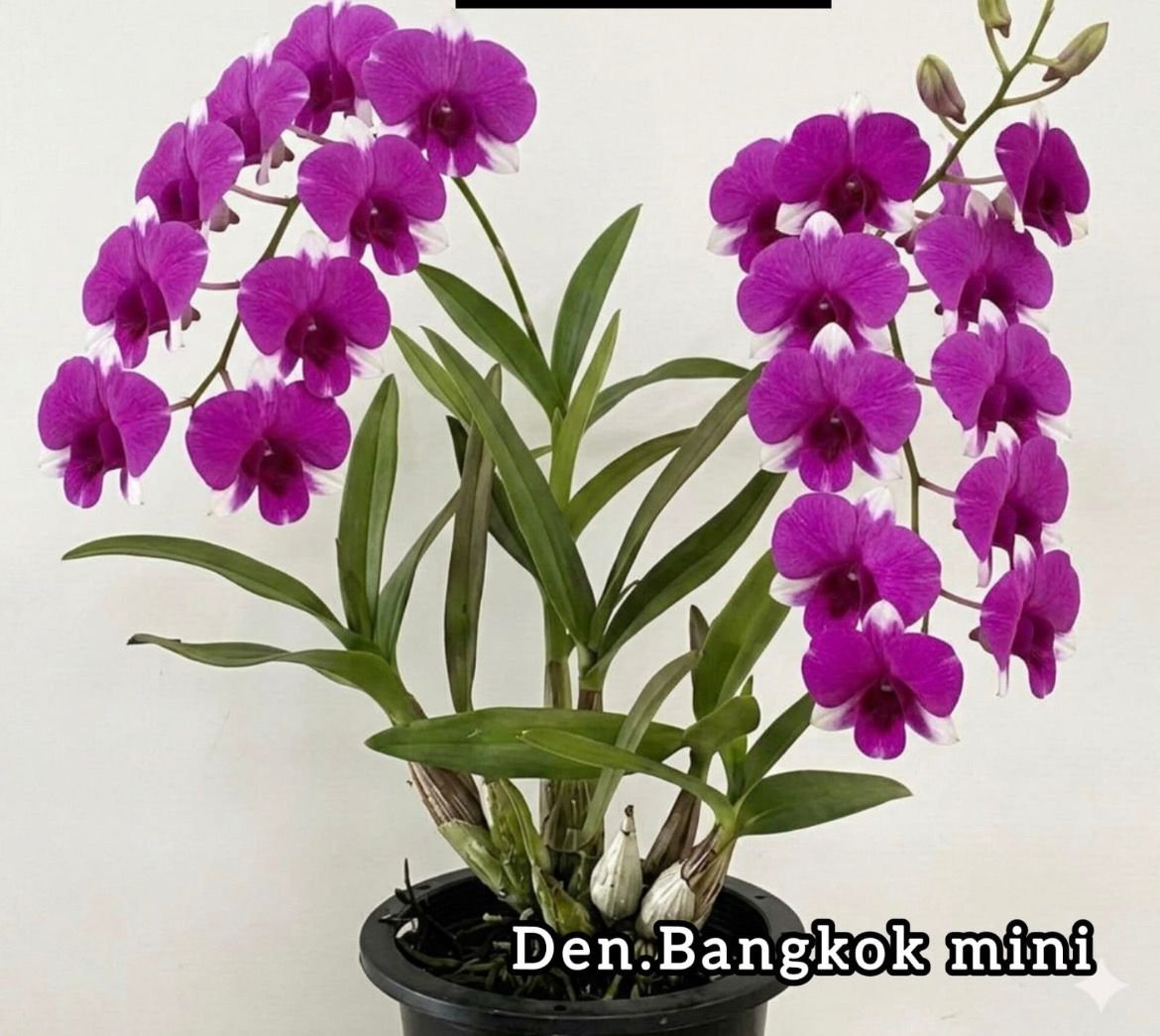 Dendrobium Special Seedling - Bangkok mini