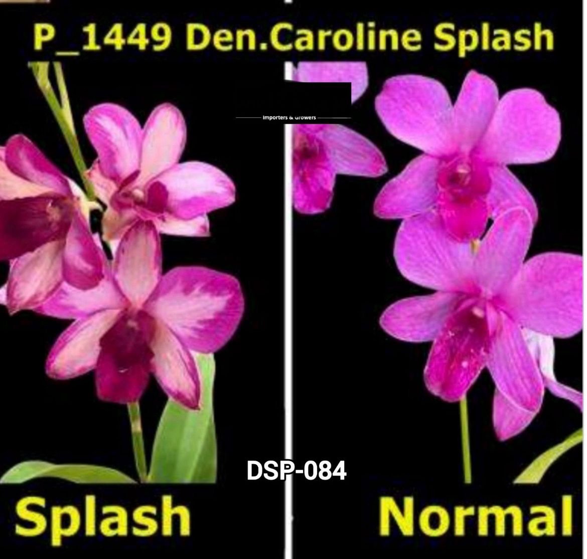 Dendrobium Special - DSP 084