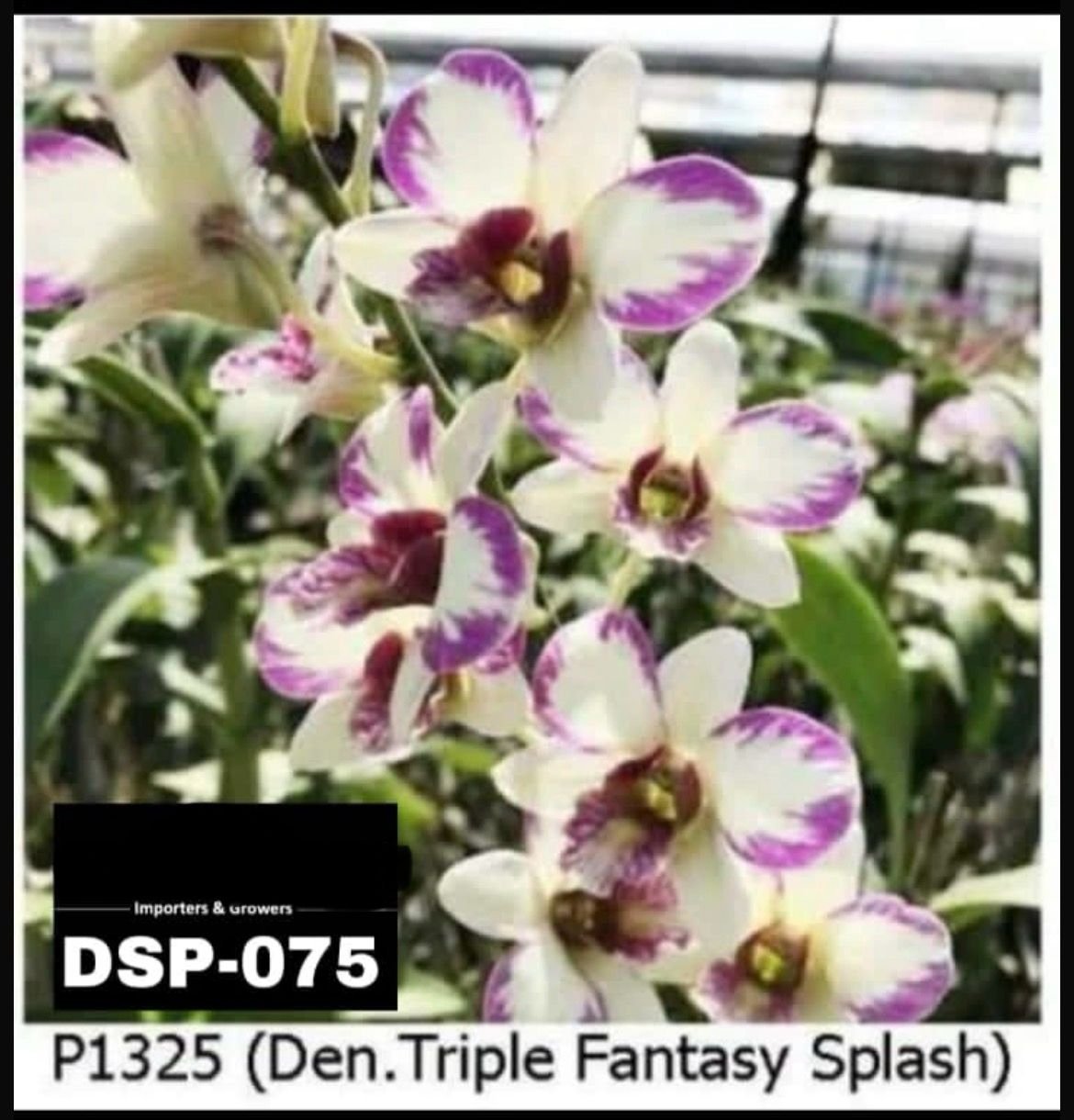 Dendrobium Orchid - DSP 075