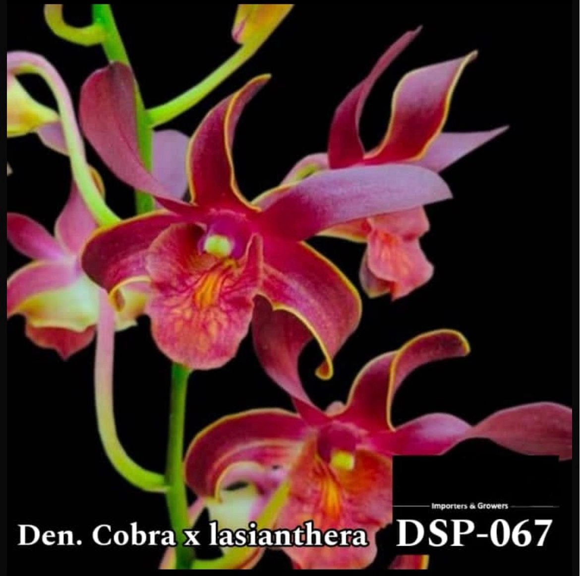 Dendrobium Special - DSP 067