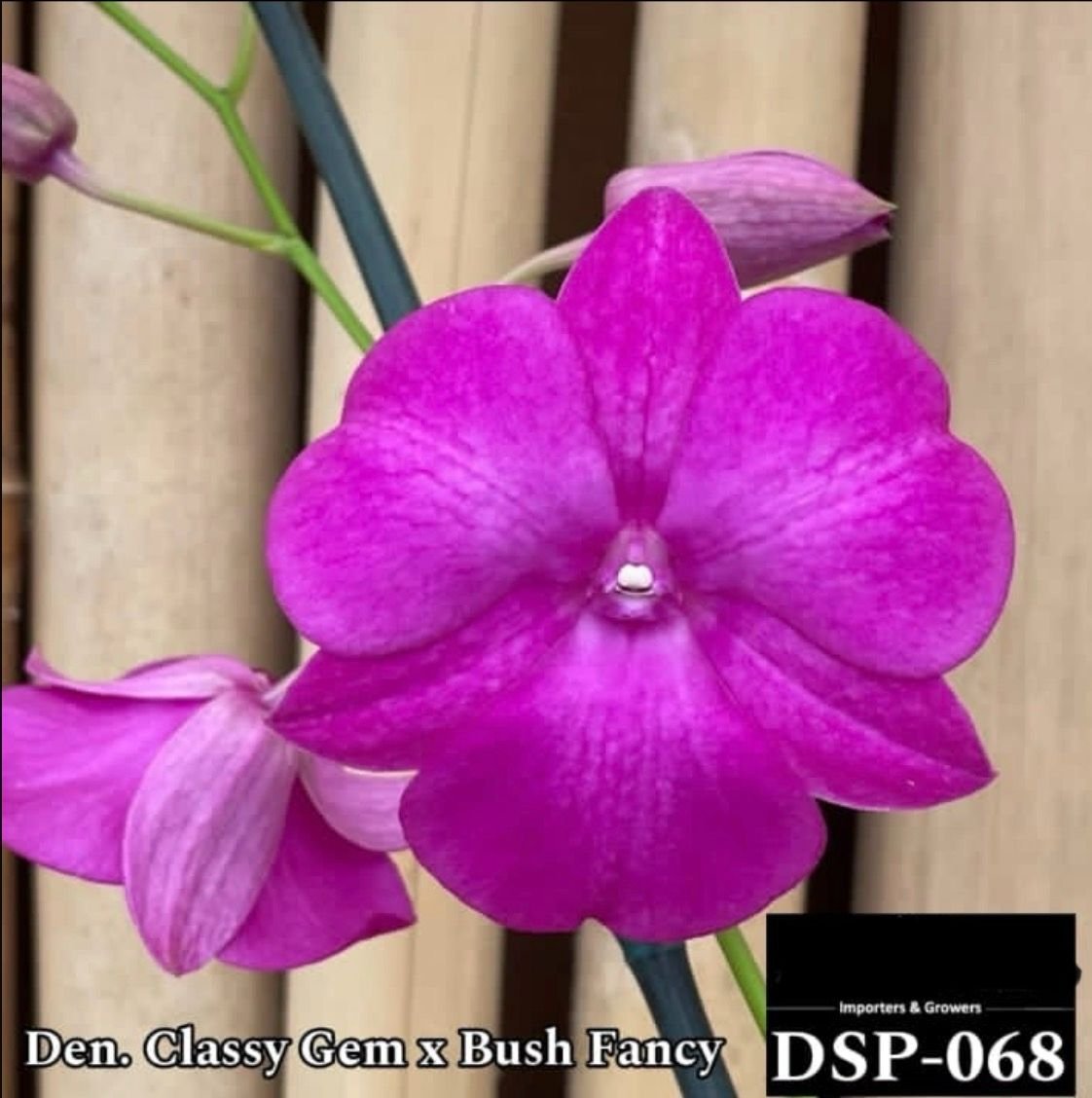 Dendrobium Special - DSP 068