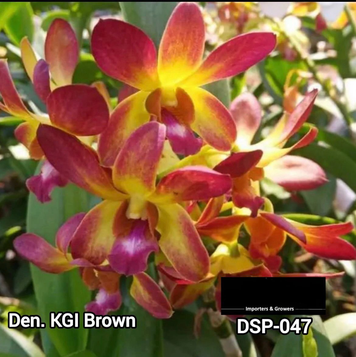 Dendrobium Special - DSP 047