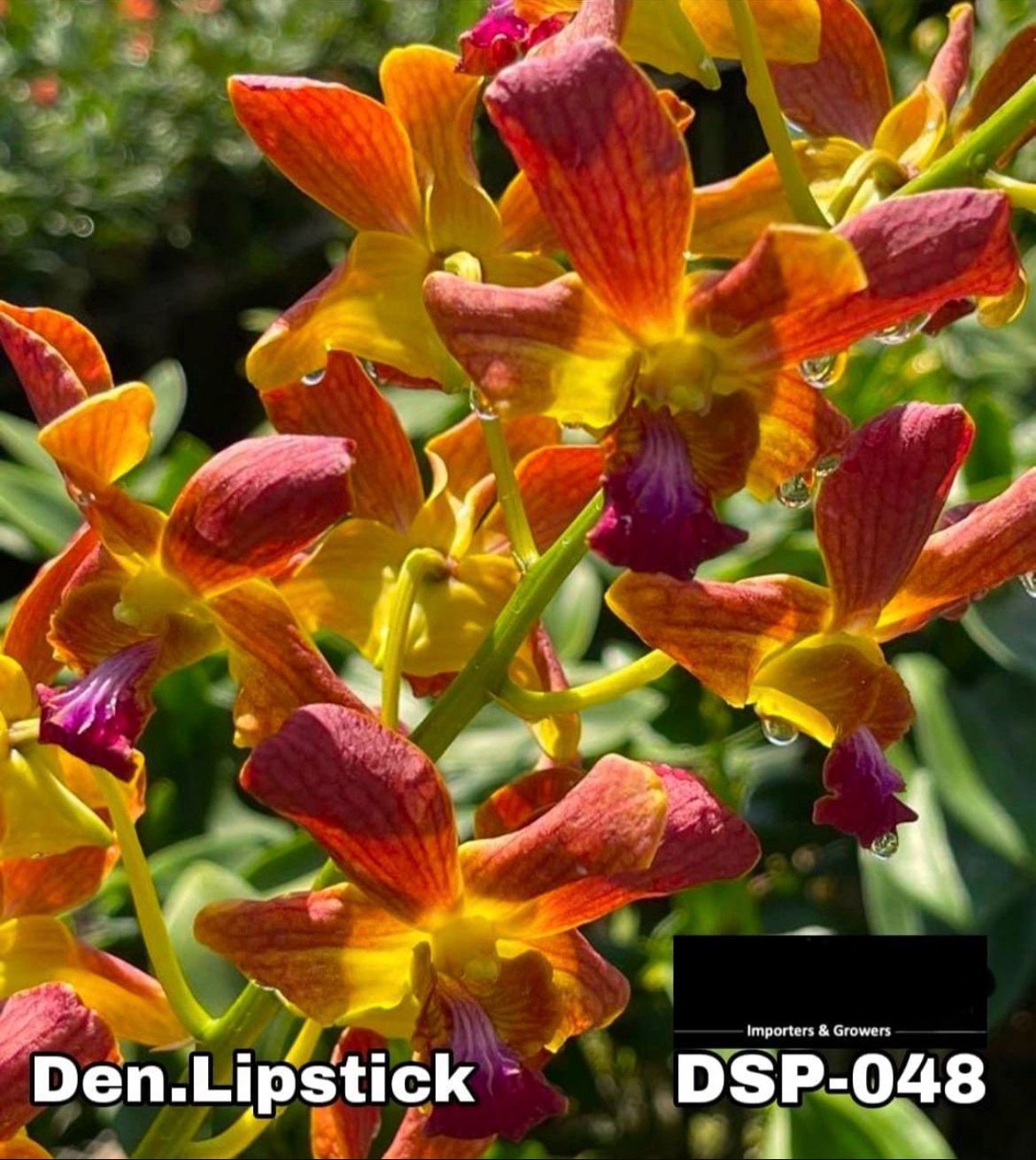 Dendrobium Special - DSP 048
