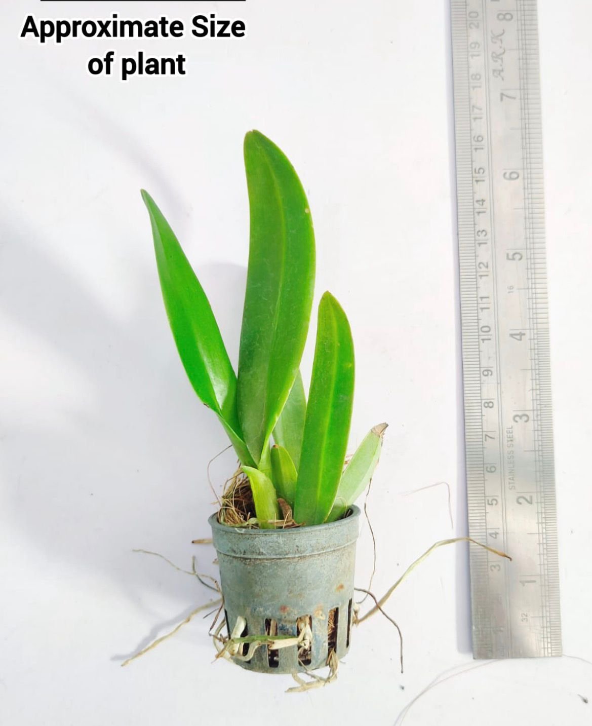 Cattleya Orchid -CS 058 - Image 2