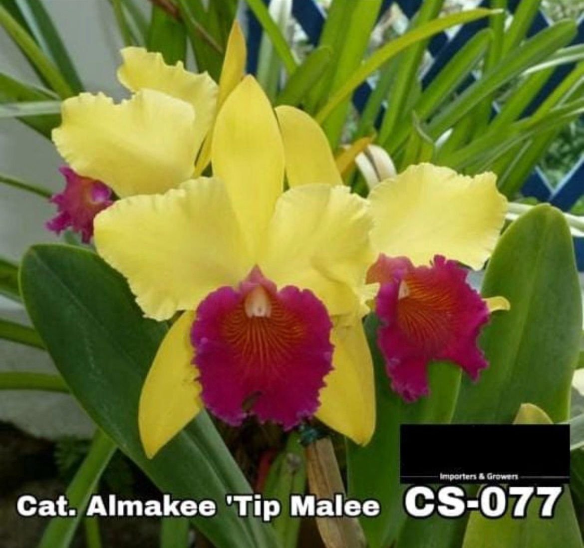 Cattleya Orchid -CS 077