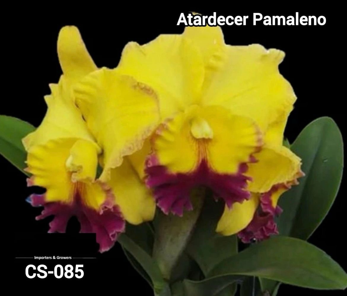 Cattleya Orchid - CS 085