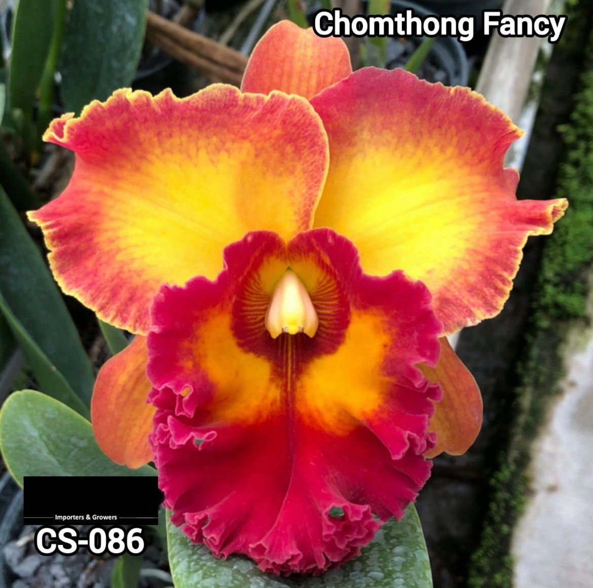 Cattleya Orchid -CS 086