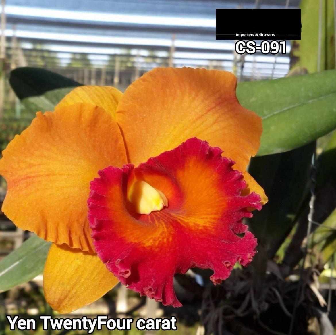 Cattleya Orchid -CS 091