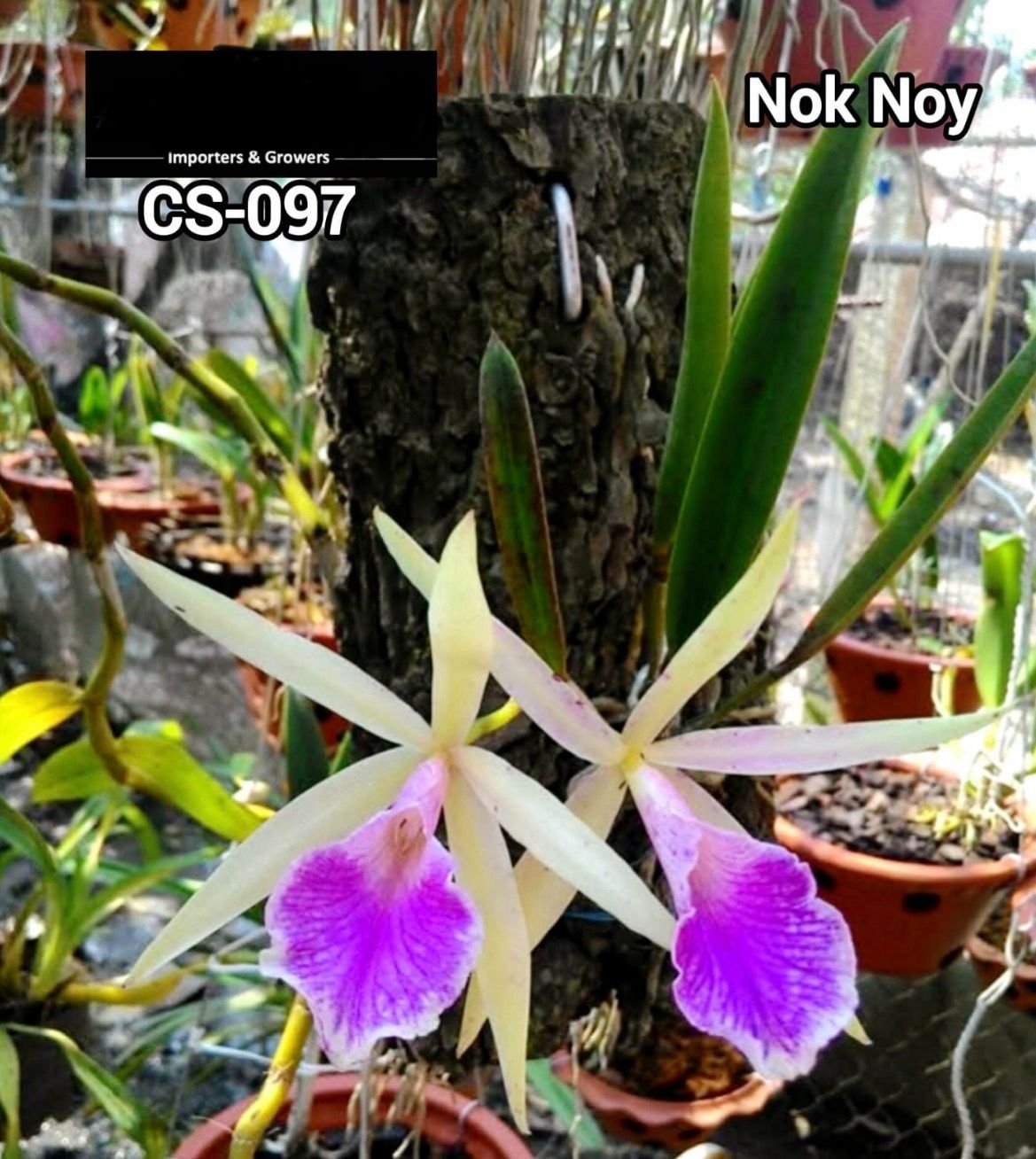 Cattleya Orchid - CS 097