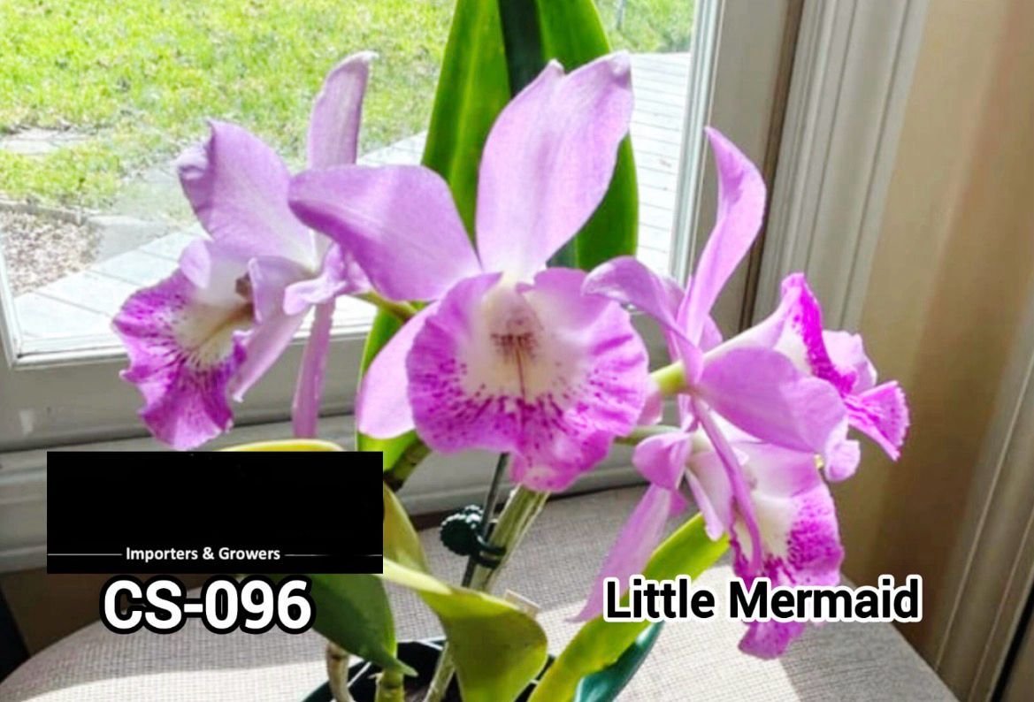 Cattleya Orchid -CS 096
