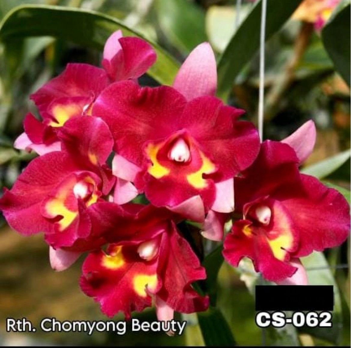 Cattleya Orchid -CS 062