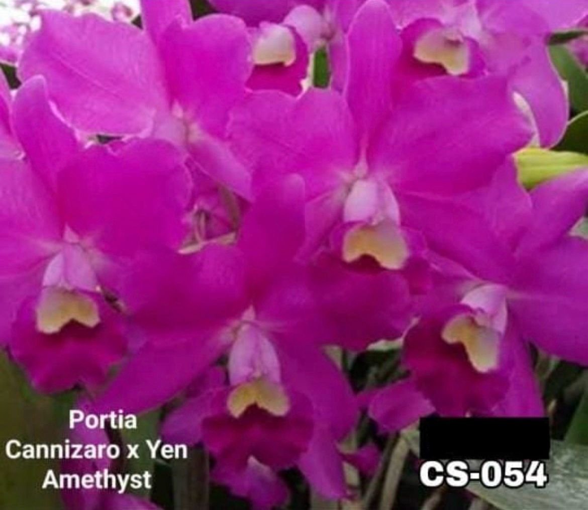 Cattleya Orchid - CS 054