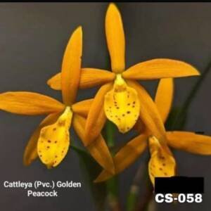 Cattleya Orchid -CS 058