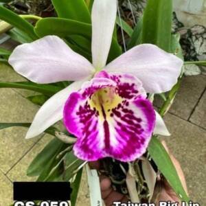 Cattleya Orchid -CS  059