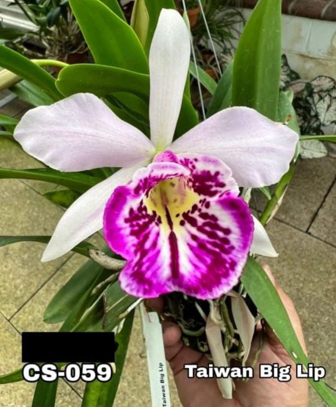 Cattleya Orchid -CS 059