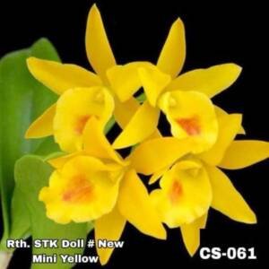Cattleya Orchid - CS 061
