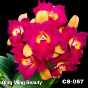 Cattleya Orchid -CS 057