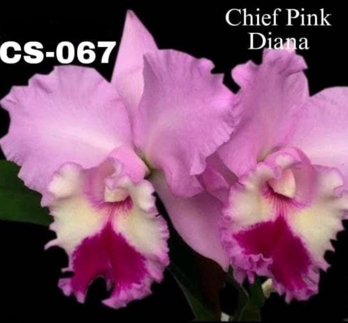 Cattleya Orchid - CS 067