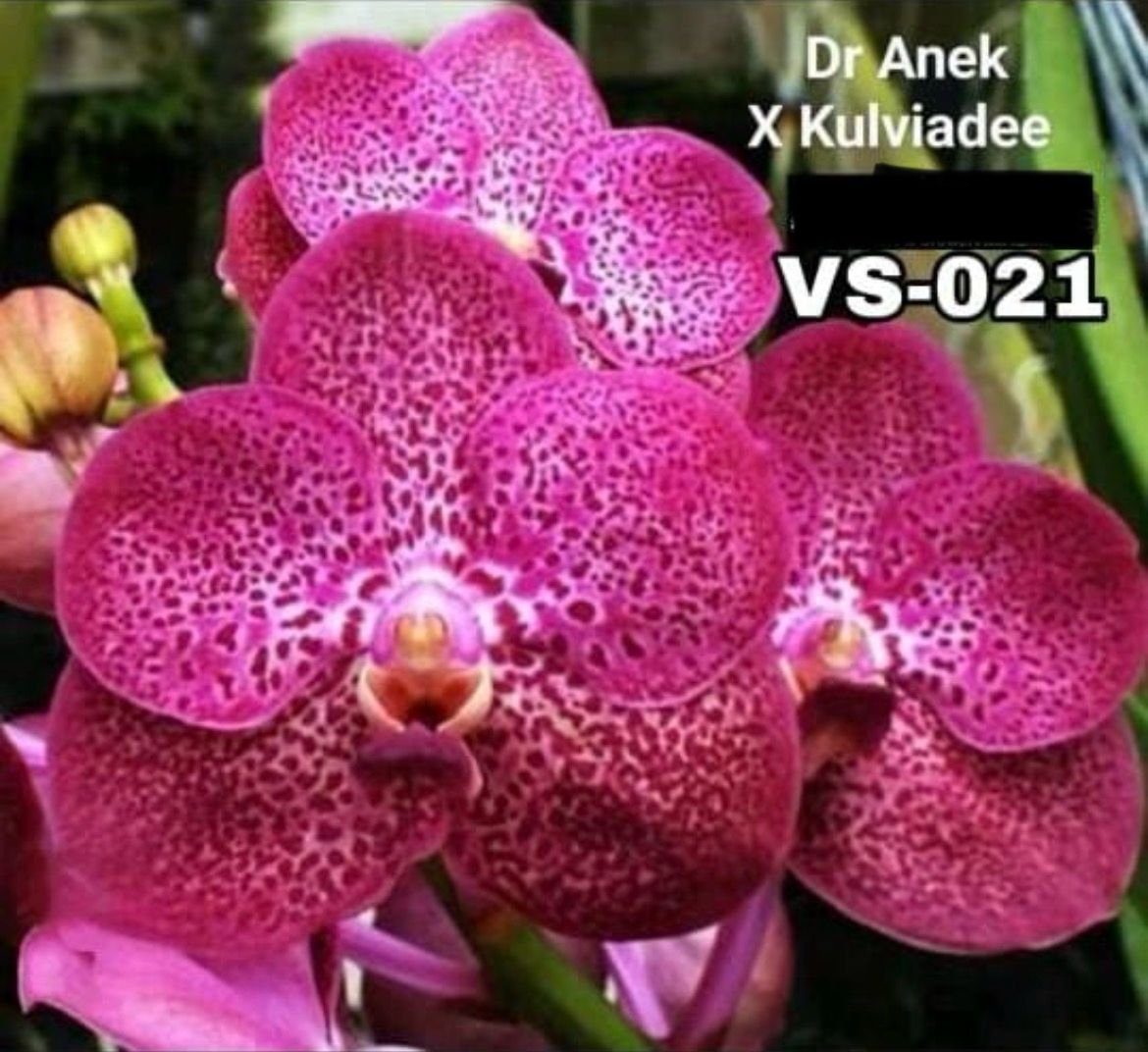 Vanda Orchid - VS 021