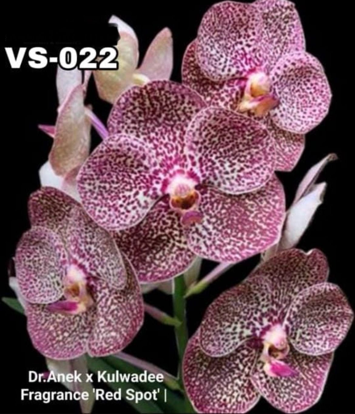 Vanda Orchid - VS 022