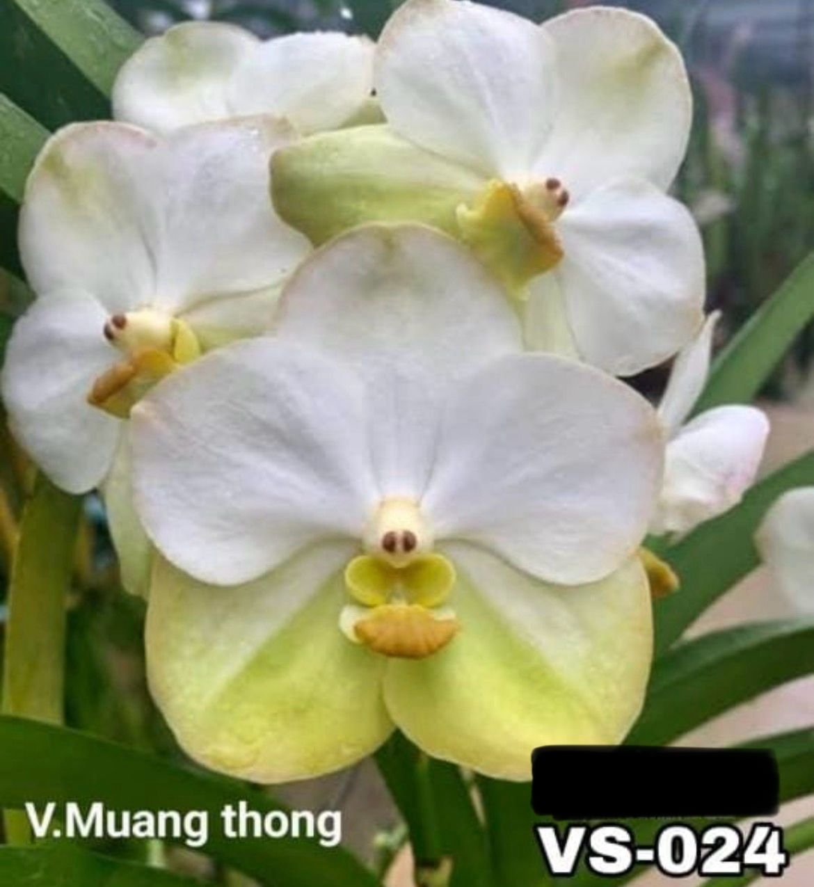 Vanda Orchid - VS 024