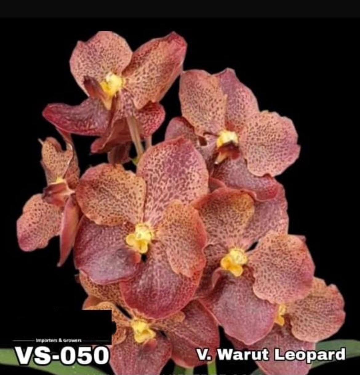 Vanda Orchid - VS 050