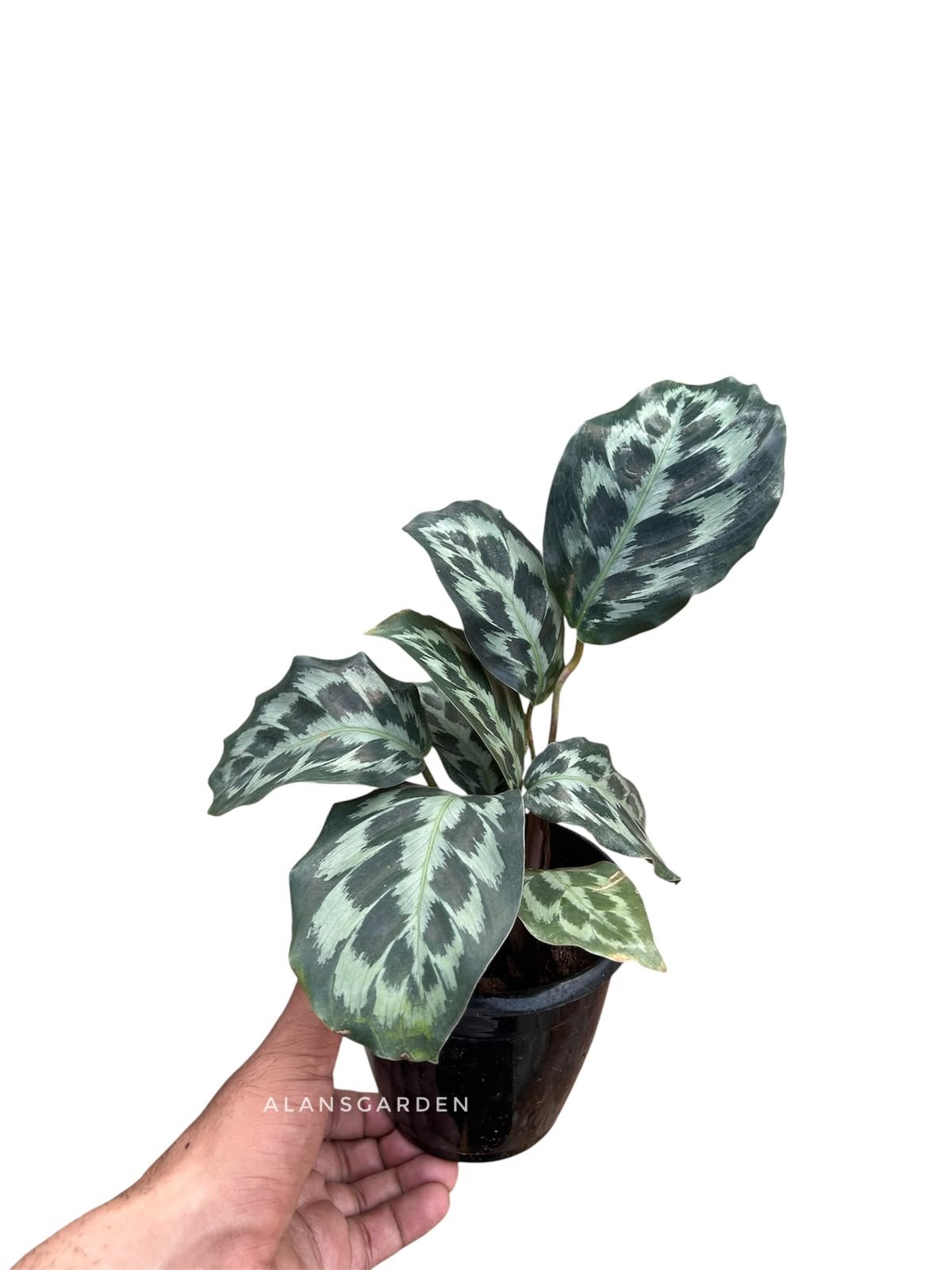 Calathea ‘Helen Kennedy’ - Image 4