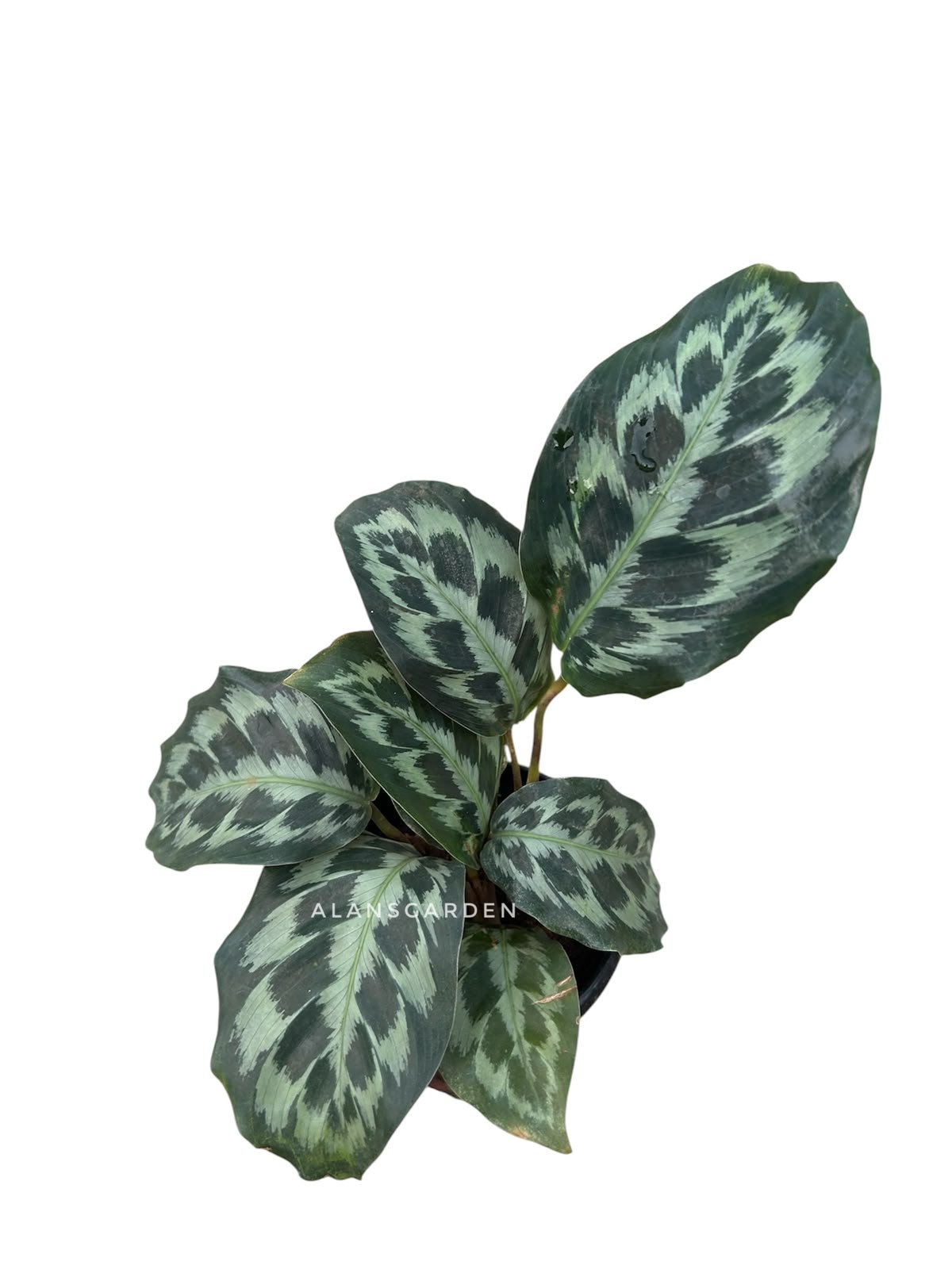 Calathea ‘Helen Kennedy’ - Image 3