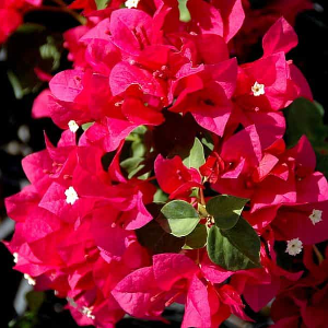 Bougainvillea Rose