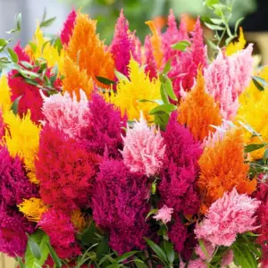 Celosia – Seed