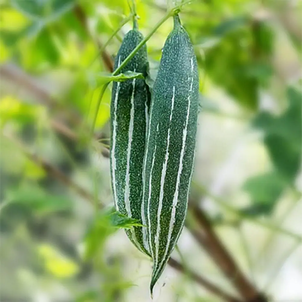 Snake Gourd Green - Seeds