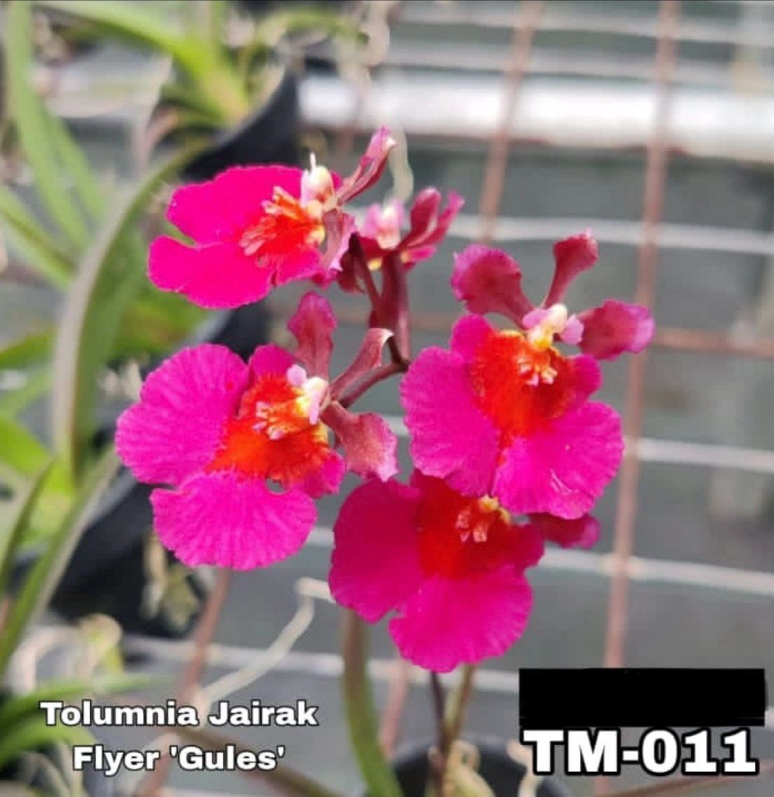 Tolumnia Orchid - TM 011