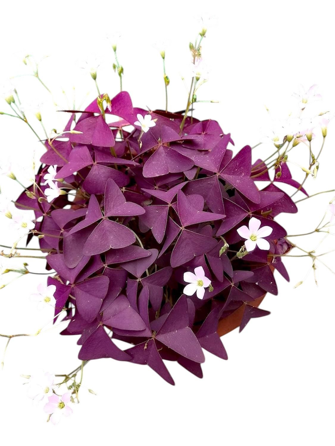 Oxalis (Purple Shamrock)