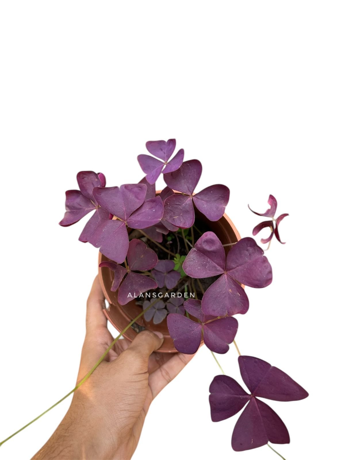 Oxalis (Purple Shamrock) - Image 2
