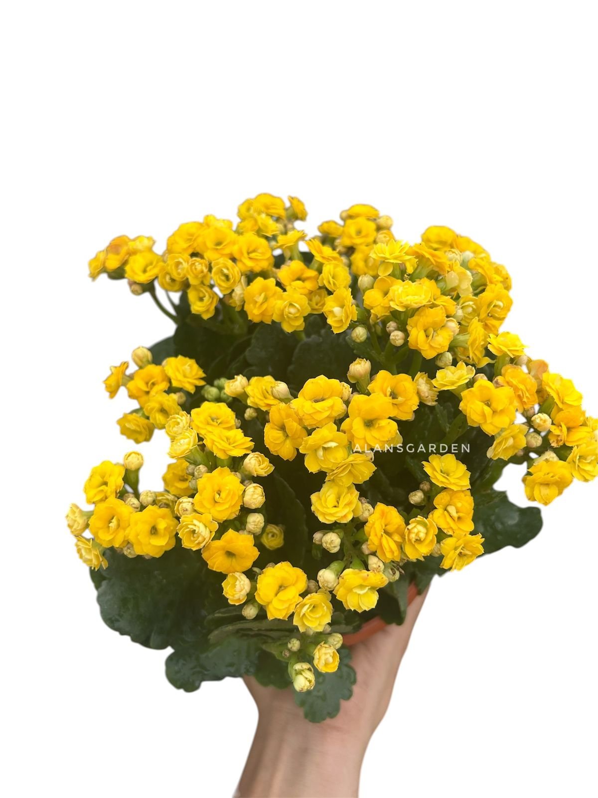 Kalanchoe Yellow - Bushy