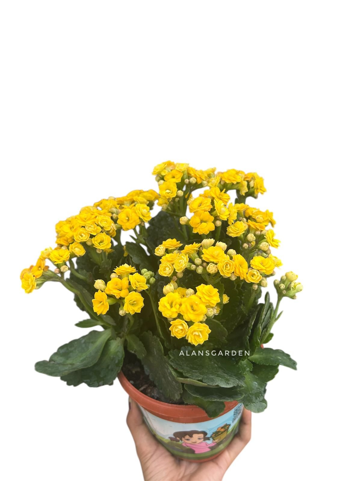 Kalanchoe Yellow - Bushy - Image 2