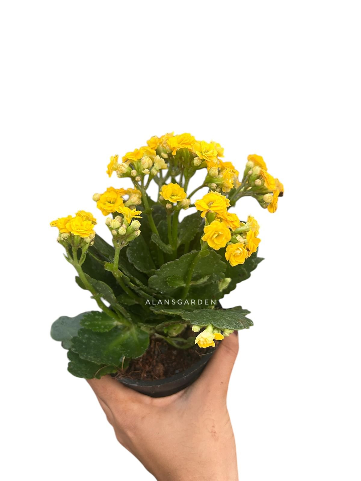 Kalanchoe Yellow - Small