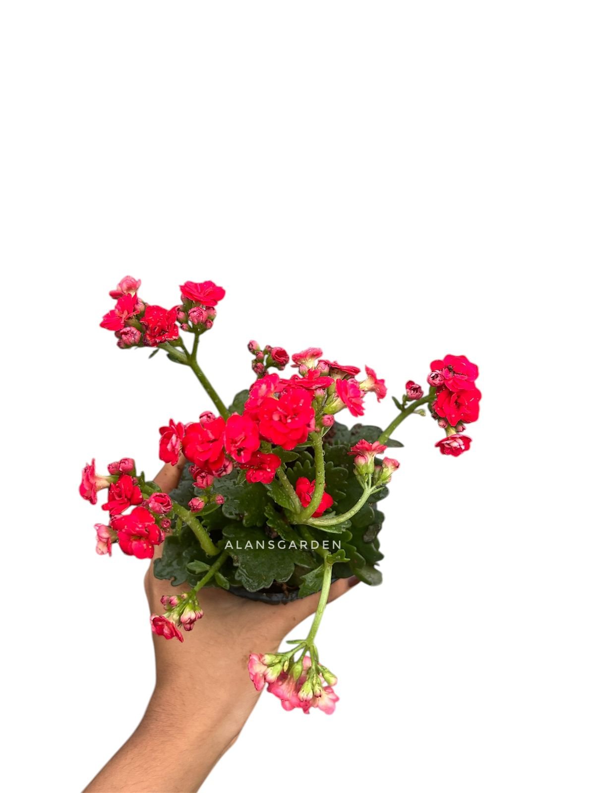 Kalanchoe Red - Small