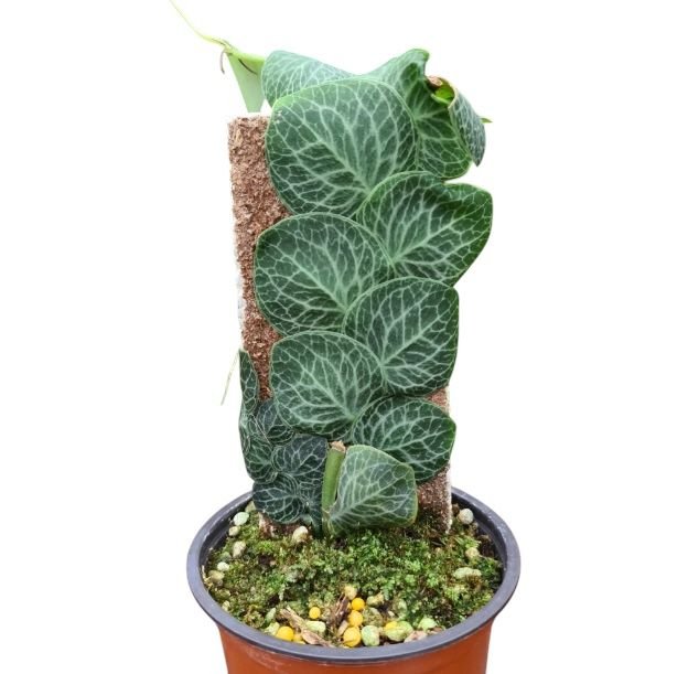 Rhaphidophora cryptantha