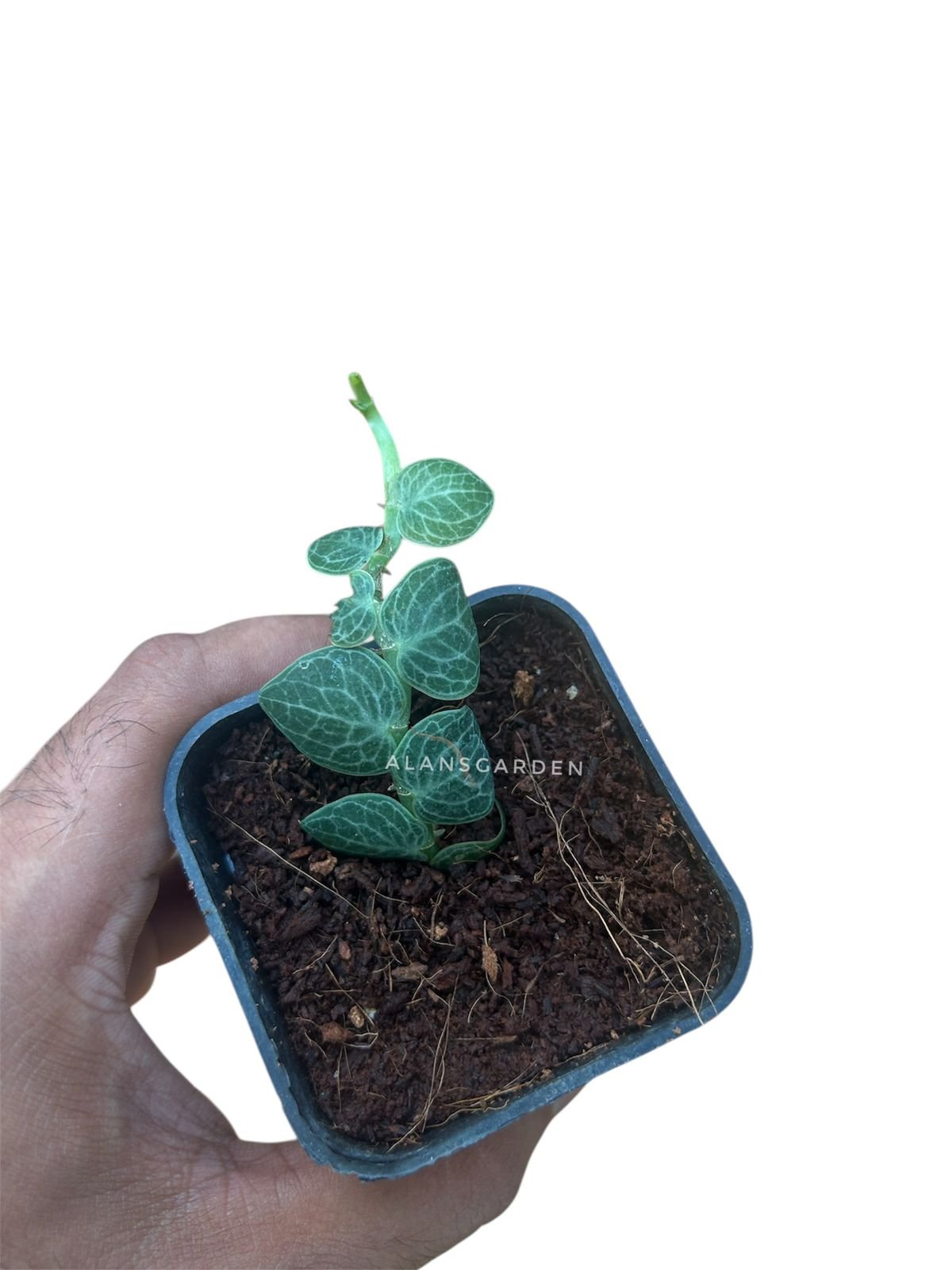 Rhaphidophora cryptantha - Image 2