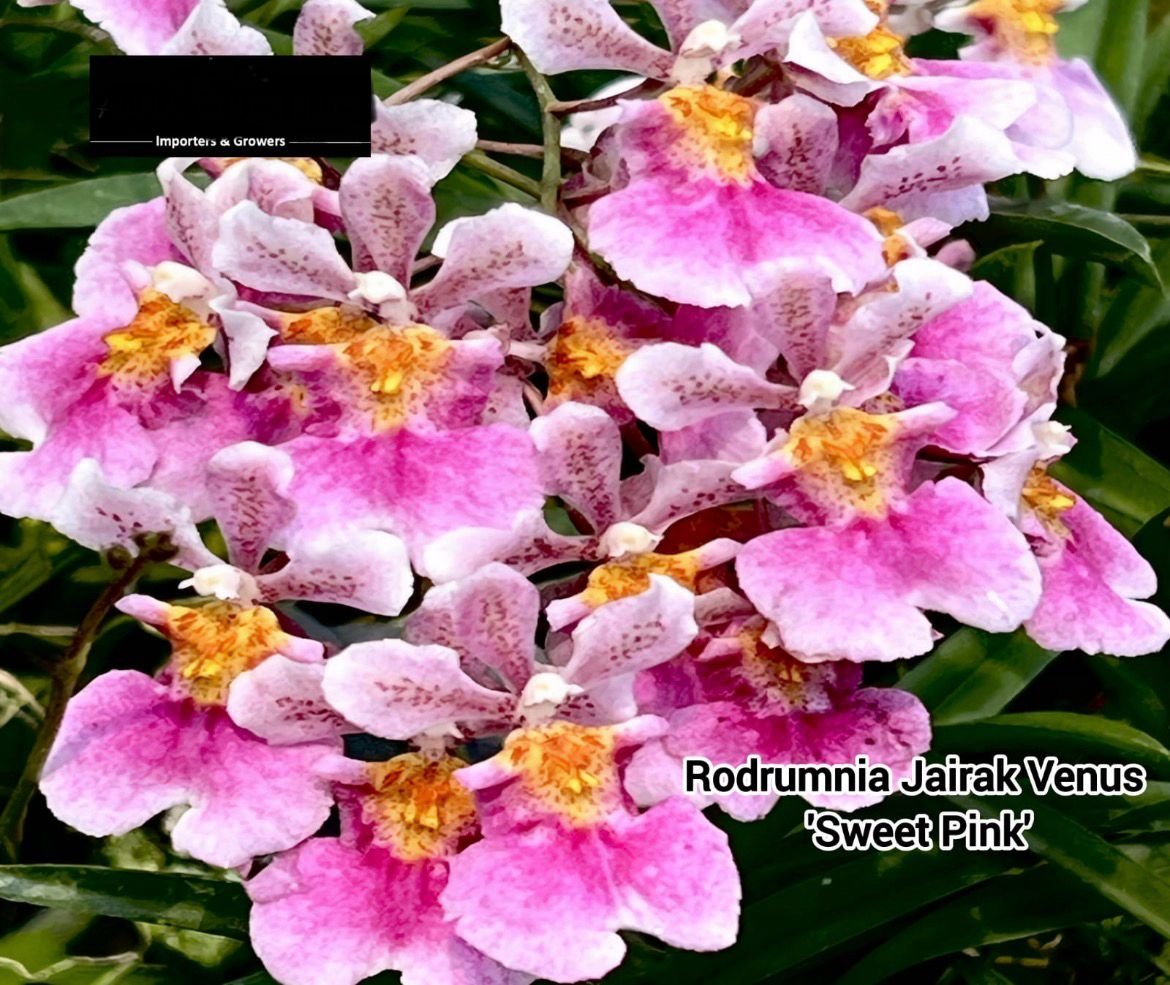 Oncidium Orchid Rodrumnia jairak venus sweet pink