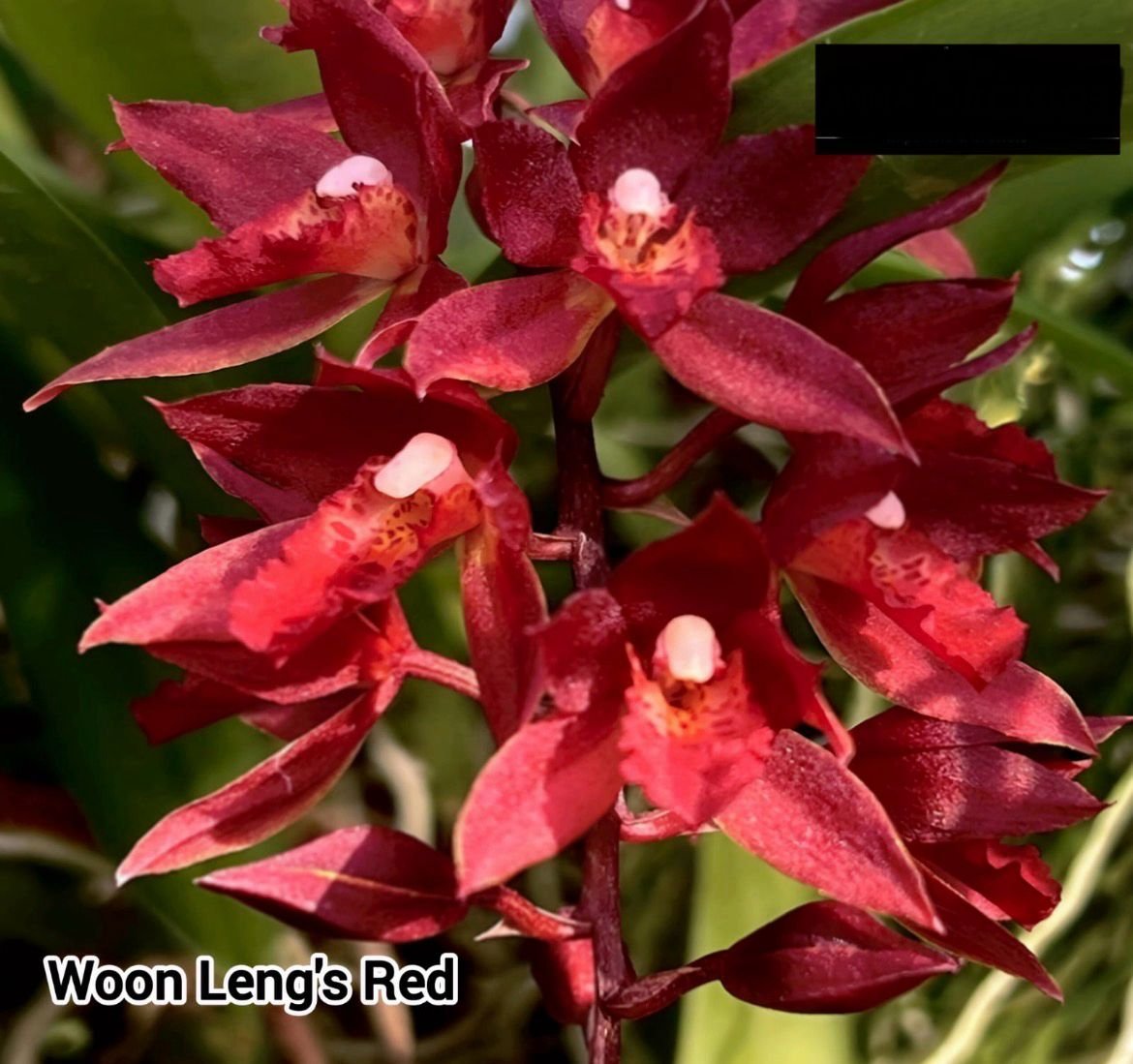 Oncidium Orchid woon leng's red