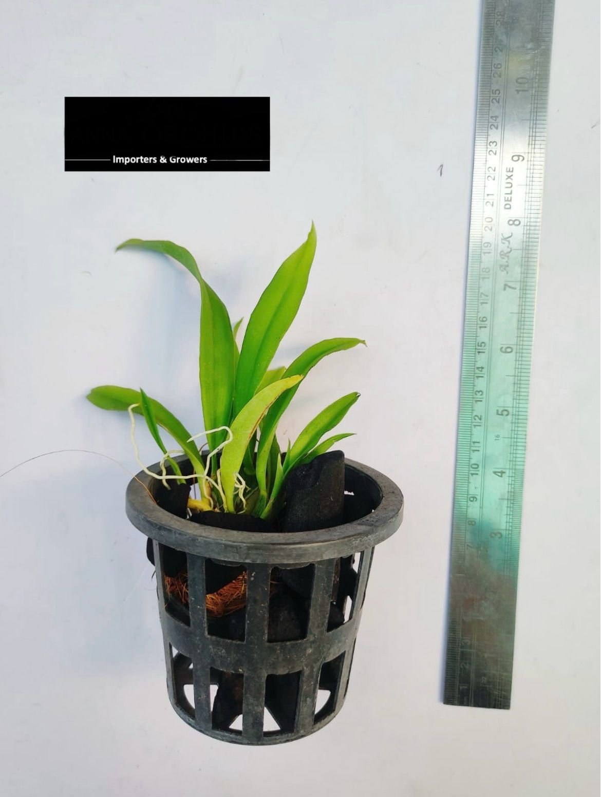 Oncidium Orchid woon leng's red - Image 2