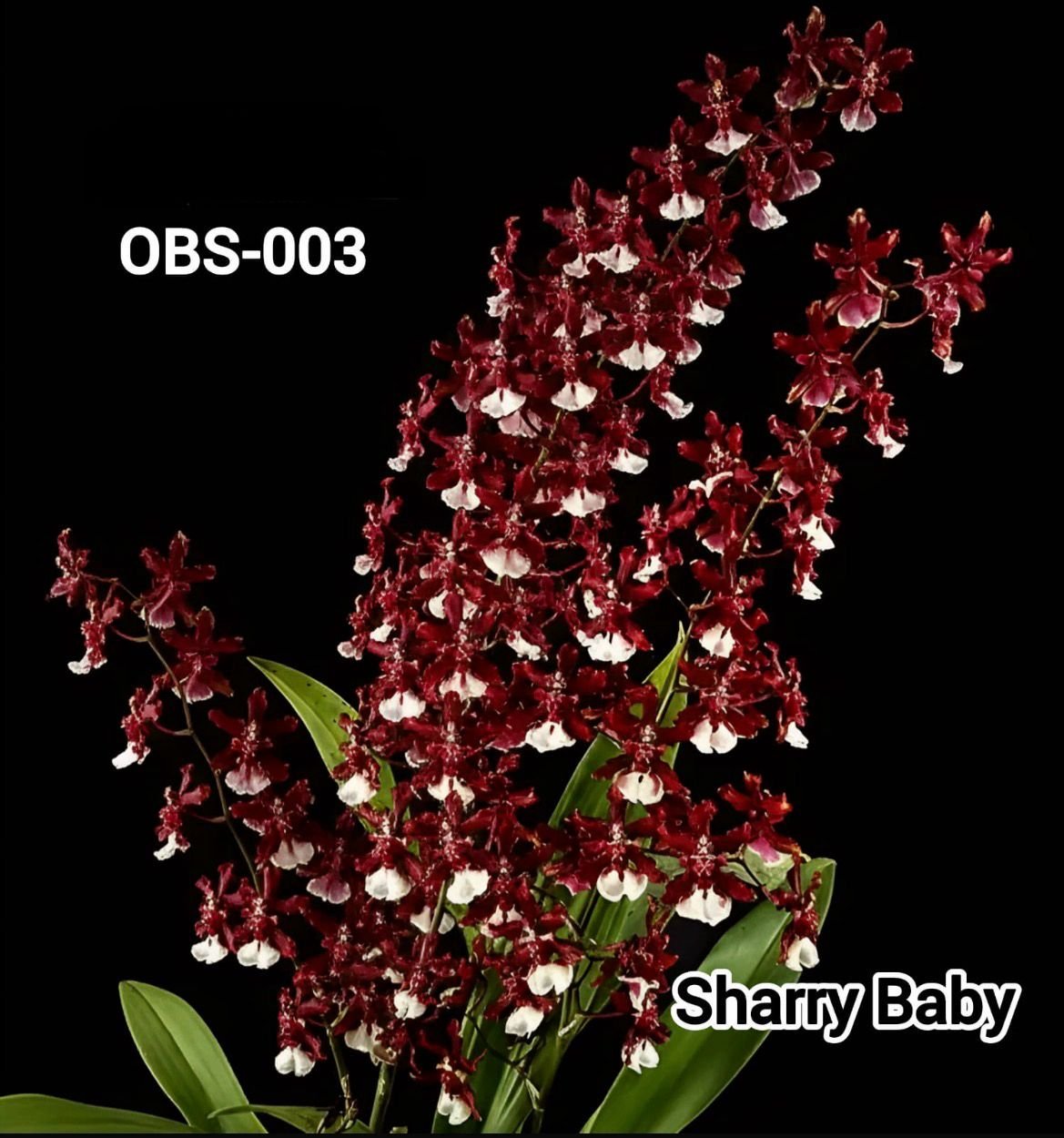 Oncidium blooming stage plant OBS- 003