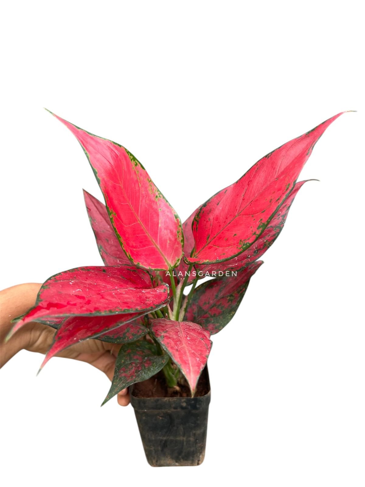 Aglonema Corner Red - Image 2