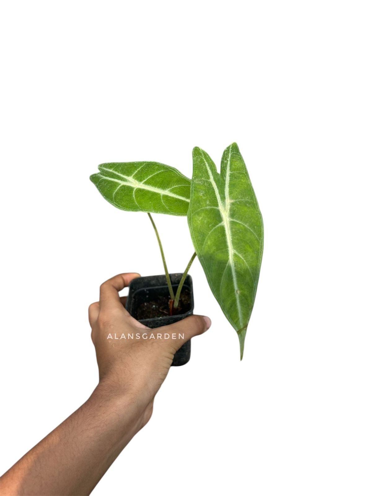 Alocasia longibolia silver - Image 2