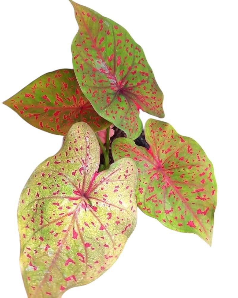 Caladium leopardina