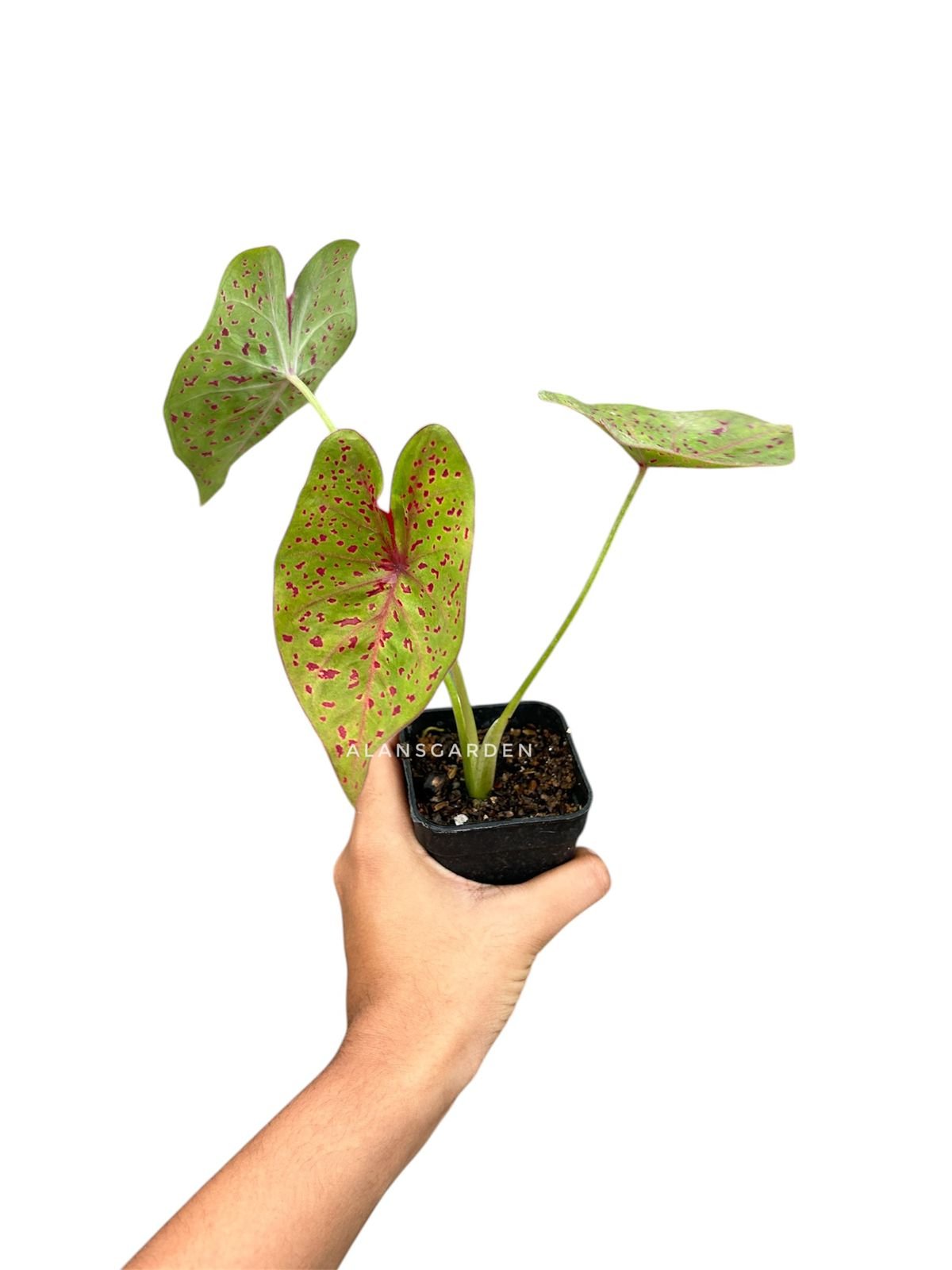 Caladium leopardina - Image 2