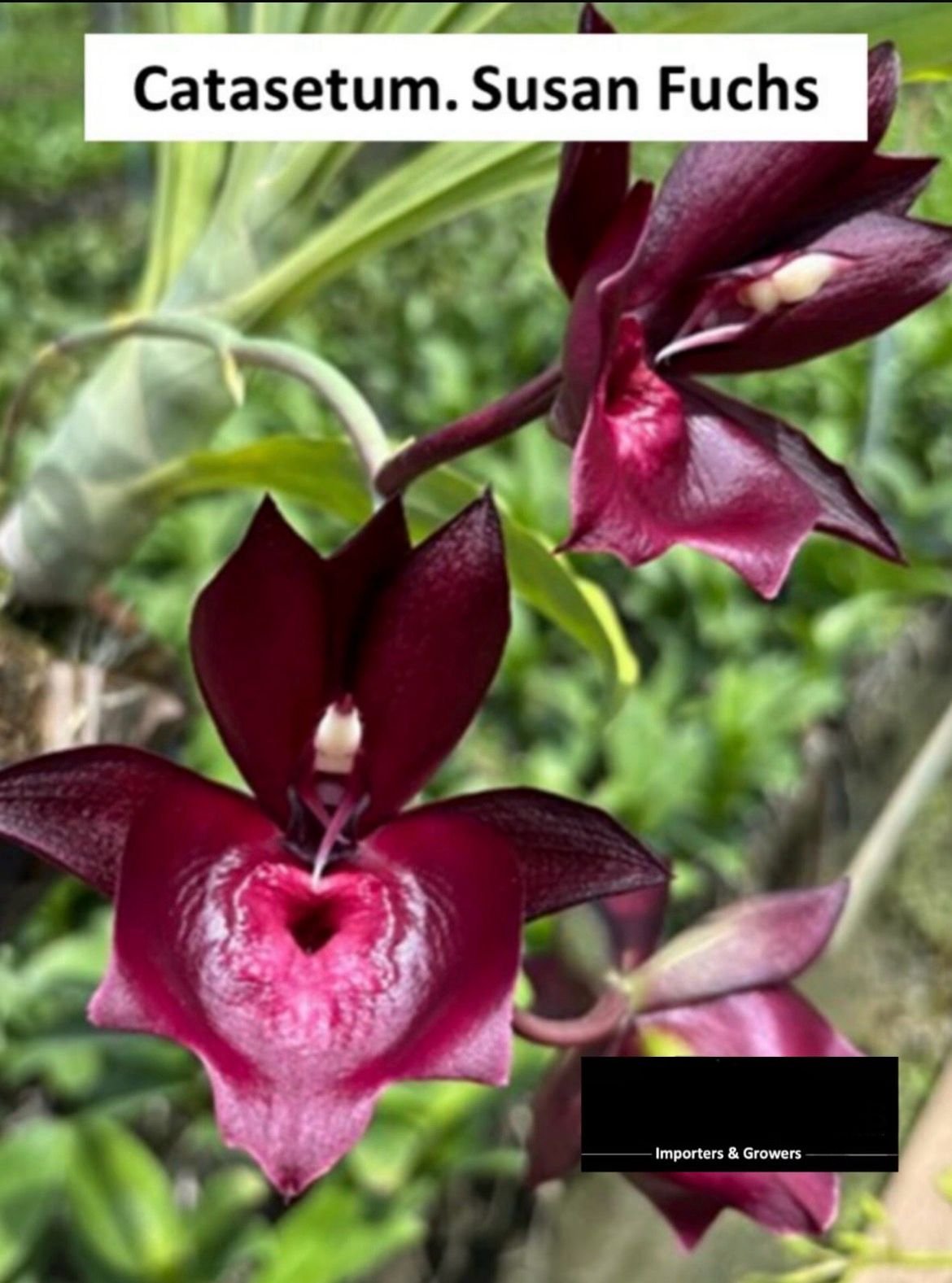 Catasetum Orchid - susan fuchs