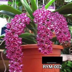 Rynchostylis medium size plant - RYM 002